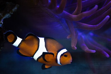 Close up of an orange and white clown fish underwater