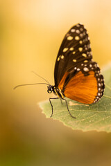 Fototapeta na wymiar Macro close up of butterfly on leaf