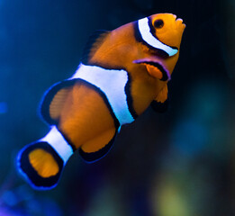 Close up of an orange and white clown fish underwater