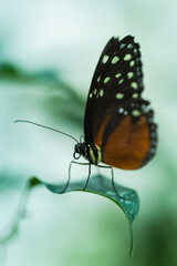 Macro close up of butterfly on leaf
