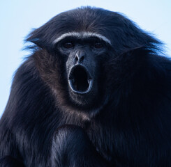 Portrait of a howling gibbon monkey 