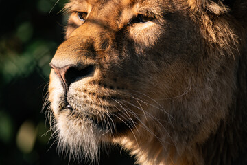 Close up portrait of a majestic female lion