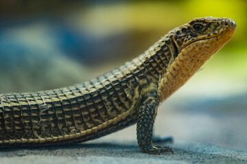 Close up portrait of a green lizard