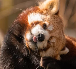 Foto op Plexiglas Portrait of a cheeky red panda sticking its tongue out © Arthur Cauty