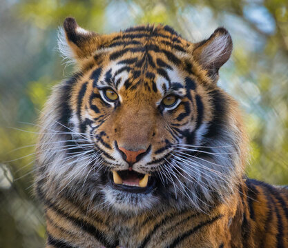 Close up portrait of a fierce Sumatran tiger growling 