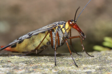 Close-up of a gravid female scorpion fly 