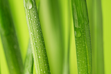 Green grass with dew drops closeup. Spring nature background.
