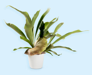 Potted Platycerium bifurcatum plant with long leaves