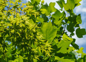 Fototapeta na wymiar Green leaves of the Japanese maple Acer Palmatum on blurred leaves of Tulip tree (Liriodendron tulipifera), called Tuliptree, American or Tulip Poplar on background. Close-up. Selective focus.