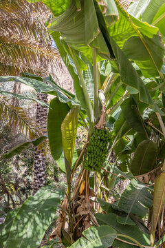 Banana Tree in Wadi Tiwi Oman