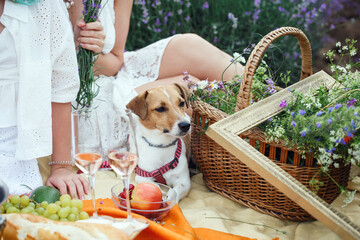 Two girls in white clothes on a picnic with a cute dog jack Russell. A white dog with red spots sits on a blanket next to a picnic basket, cheese, fruit and wine glasses and lavender flowers.