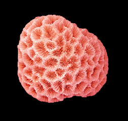 Coral isolated on black background © Dmitry