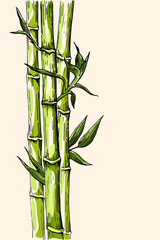 color drawing of young bamboo trunks and leaves
