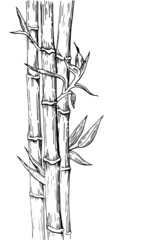 freehand line drawing of young bamboo trunks and leaves on white background