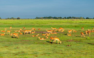 Fototapeta premium a herd of impalas in Chobe National Park, Botswana