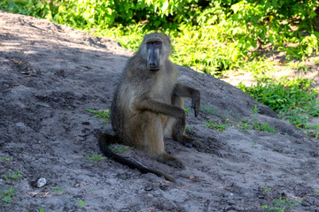 old baboon sitting on the roadside, Chobe National Park, Botswana