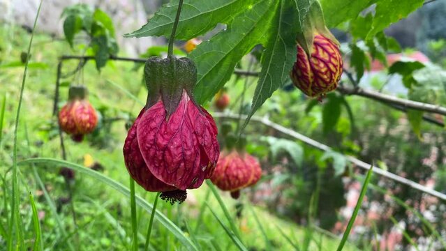 Abutilon pictum (Painted Indian Mallow) Flower