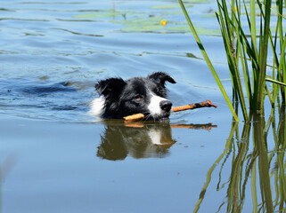 Pies Border Colli pływający w jeziorze