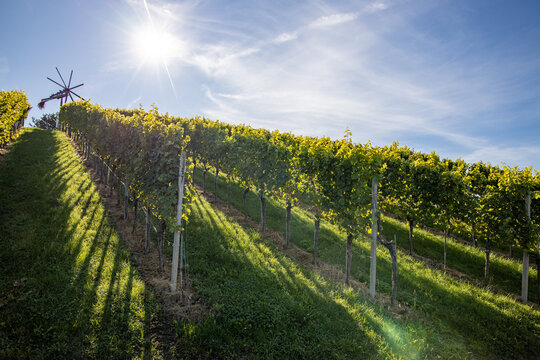 sun behing a vine yard hill with a klapotetz in the south styrian region Weinstrasse