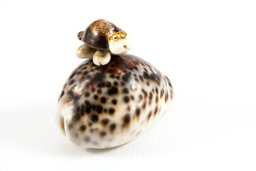 Seashell