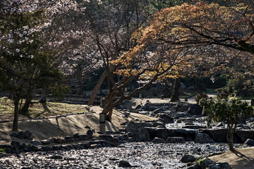 京都・桜の咲く丸山公園の春の風景	
