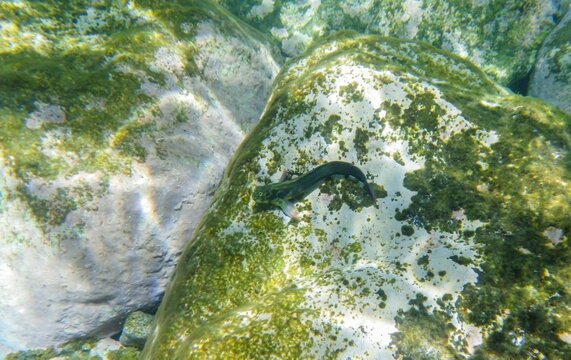 Un pez, barriguda mora (Ophioblennidus atlanticus), sobre las rocas en el Puerto de Mog&aacute;n, Gran Canaria, Espa&ntilde;a. Pez que vive asociado a los fondos rocosos poco profundos.