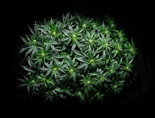 Cannabis CBD plant on black background. Layout of fresh wet marijuana leaves, watering bush, top...