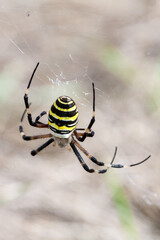Spider