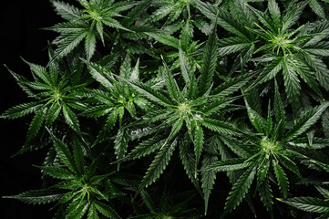 Fototapeta na wymiar Cannabis CBD plant close up. Layout of fresh marijuana leaves, blooming bush background, top view, flat lay. Hemp recreation, legalization concept.