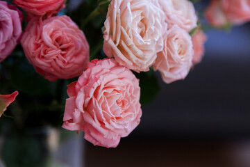 beautiful roses on a dark background. a bush of pink roses with a dark vignette. romantic wallpaper or background
