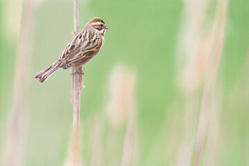 Fine art portrait of common reed bunting (Emberiza schoeniclus) 
