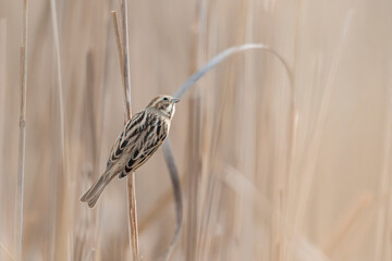 Sunrise in the reeds, the common reed bunting female at morning (Emberiza schoeniclus)