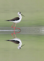 The perfect reflection, Black winged stilt at mirror (Himantopus himantopus)