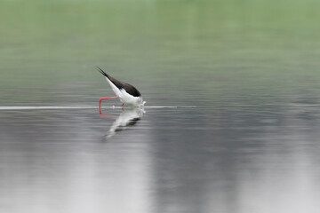 The black winged stilt at hunt (Himantopus himantopus)