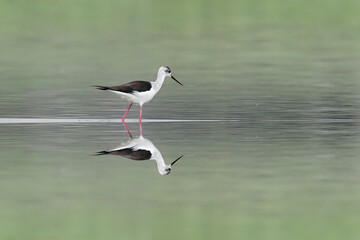 Isolated black winged stilt in the marsh (Himantopus himantopus)