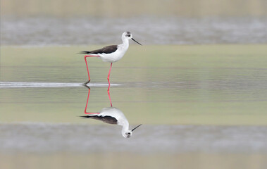 Walking on the water, the wonderful black winged stilt (Himantopus himantopus)