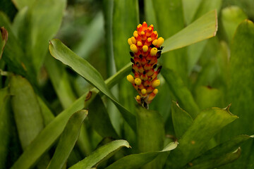 Greenhouse flowers in blossom