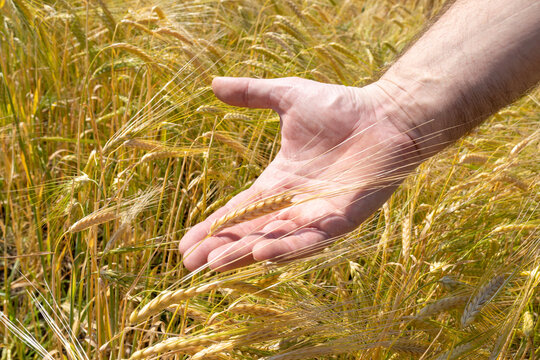 A farmer's hands hold wheat flakes in a wheat field. The concept of agriculture. An ear of wheat on the farmer's hand