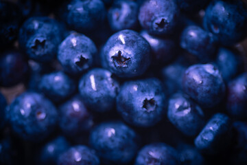 Macro close up of freshly picked organic blueberries