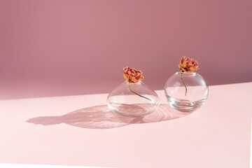 transparent glass jars of vases with dry roses on a pink background.
