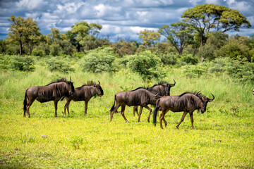 Naklejka na ściany i meble a small group of African buffalo grazing, Chobe National Park, Botswana