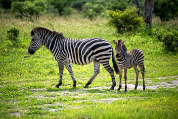 Fototapeta na wymiar Zebra female with cub on roadside, Botswana