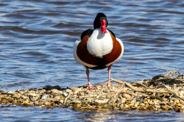 Shelduck (Tadorna tadorna)