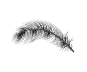 Realistic Black Feather Composition