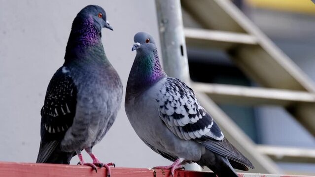 couple, family Feral pigeons, Columba livia domestica, street pigeons sits on a metal structure, concept ornithology, birds of Germany, fauna natural zones temperate of europe, nature protection