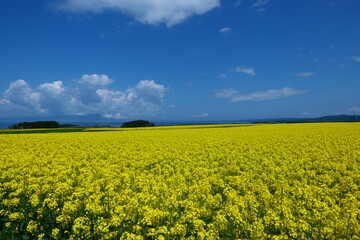 Fototapeta premium 横浜町の菜の花畑。横浜、青森、日本。5月中旬。