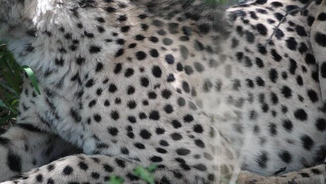 amazing cheetah South Africa, Namibia