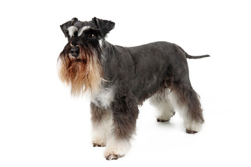miniature schnauzer black and silver standing isolated on white  - obrazy, fototapety, plakaty