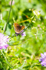 gros plan d'un papillon posé sur une fleur sauvage rose avec arrière plan flouté de la prairie environnante 