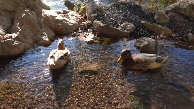ducks swimming in a pond.